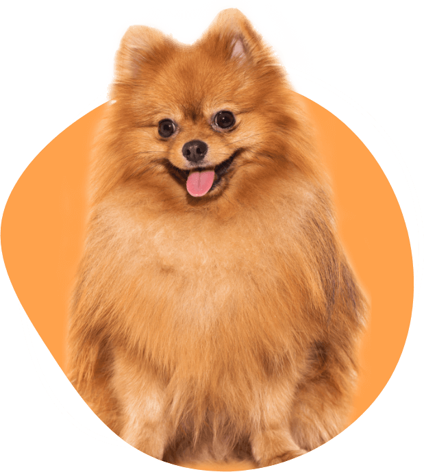 f62c8234 header image 2 1